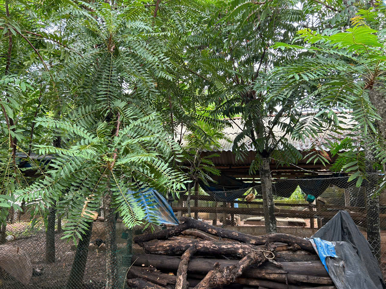nhà vườn chợ quán hoài thanh giá rẻ